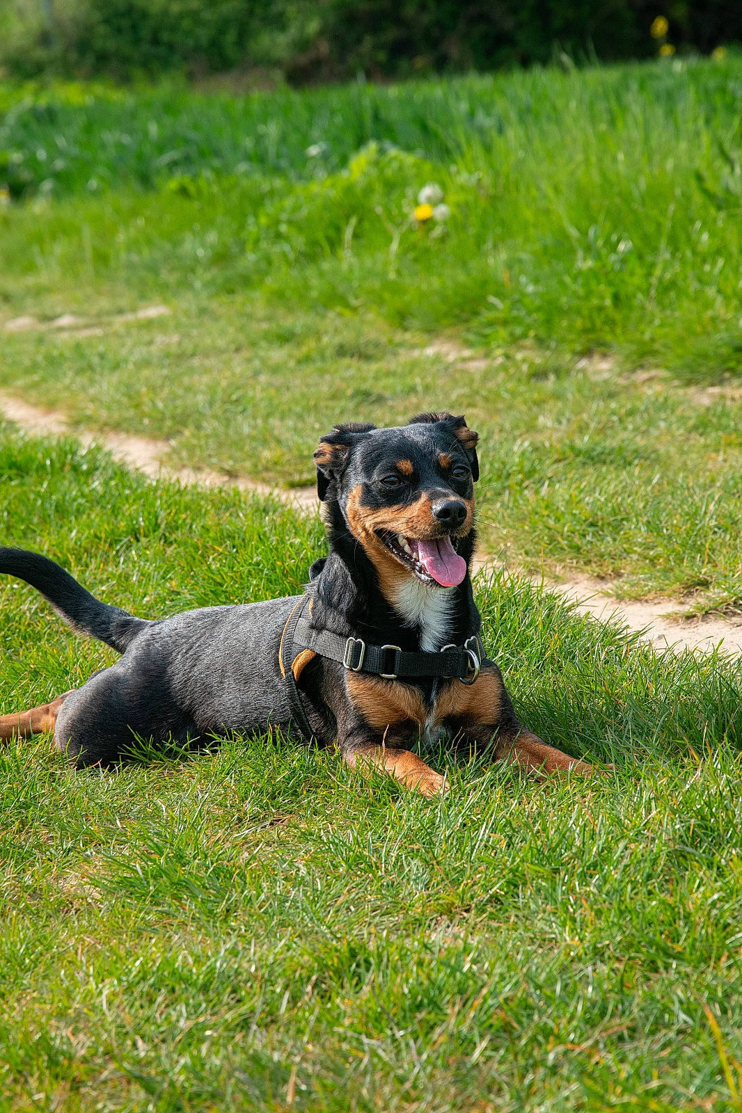 Joyce a rejoint le concours — aidez-le/la à gagner de superbes lots ! canidae, carnivore, collar, companion_dog, dog, dog_breed, grass, grass_family, grassland, groundcover, guard_dog, lawn, plant, snout, sporting_group, tail, terrier, toy_dog, working_animal, working_dog