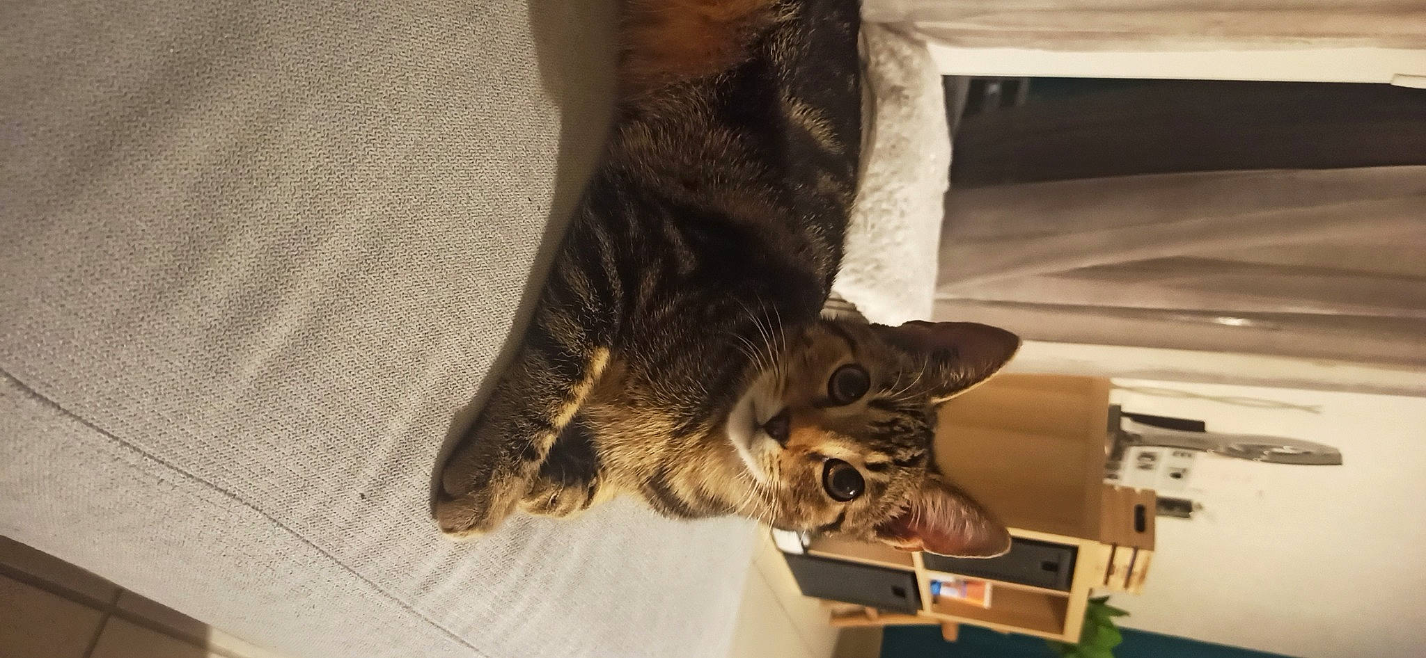 Michel participe au concours pour gagner de l'argent avec cette photo : canidae, carnivore, cat, claw, comfort, domestic_short_haired_cat, felidae, flooring, foot, fur, human_leg, paw, small_to_medium_sized_cats, sporting_group, tail, whiskers, wildlife, wood