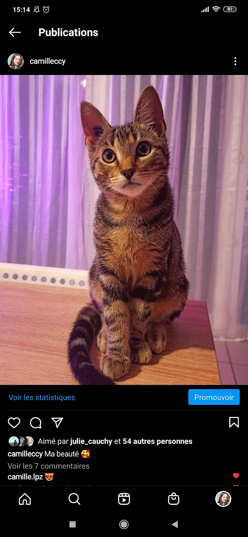 Michel participe au concours pour gagner de l'argent avec cette photo : carnivore, cat, curtain, display_device, domestic_short_haired_cat, felidae, font, fur, iris, paw, photo_caption, screenshot, sitting, small_to_medium_sized_cats, snout, tail, terrestrial_animal, whiskers, wildlife, window