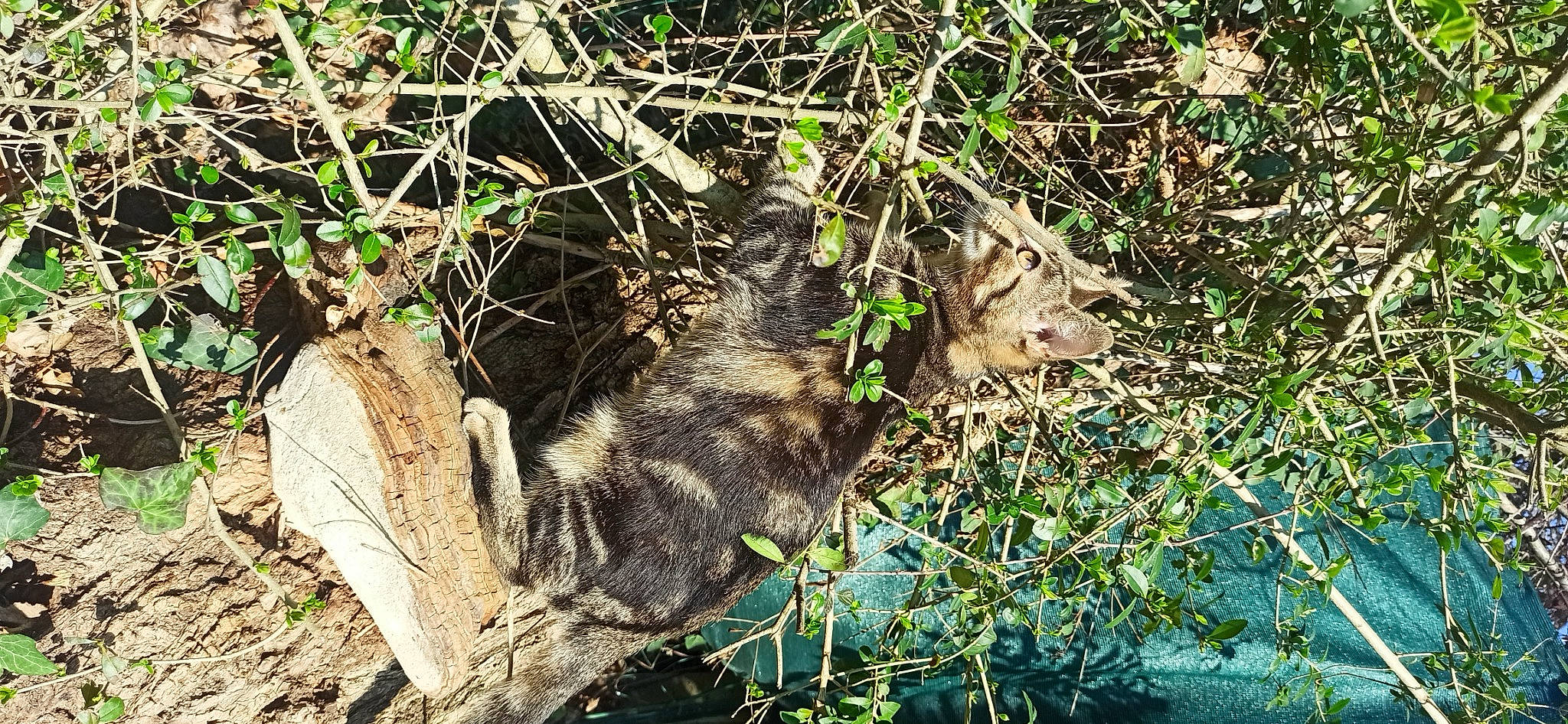 Michel participe au concours pour gagner de l'argent avec cette photo : bedrock, camouflage, fawn, felidae, fur, grass, groundcover, natural_material, pattern, plant, rock, snout, soil, subshrub, terrestrial_animal, terrestrial_plant, trunk, twig, wildlife, wood