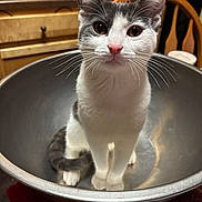 Mumis Dior Velazquez joined the competition — help win amazing prizes! cat, kitten, metal_bowl, kitchen, wooden_chair, wooden_cabinet, curious, pet, animal, white_and_gray, pink_nose, whiskers, indoor, domestic, feline, sitting, close_up, young_cat, looking_at_camera, household
