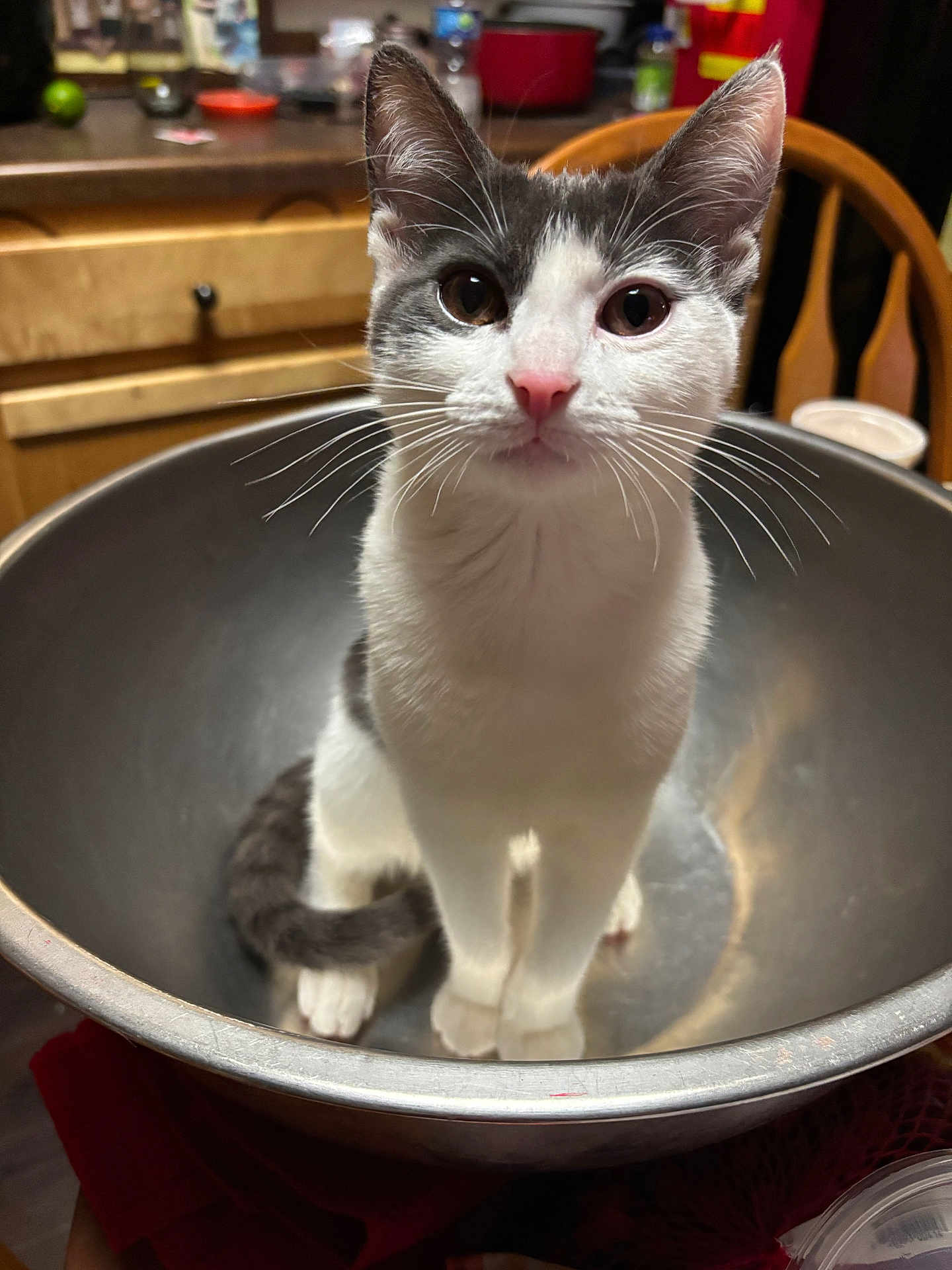 Mumis Dior Velazquez joined the competition — help win amazing prizes! cat, kitten, metal_bowl, kitchen, wooden_chair, wooden_cabinet, curious, pet, animal, white_and_gray, pink_nose, whiskers, indoor, domestic, feline, sitting, close_up, young_cat, looking_at_camera, household