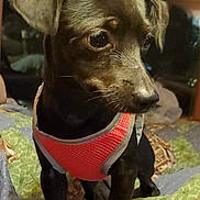 Dannie joined the competition — help win amazing prizes! dog, puppy, black_dog, pet, indoor, quilt, harness, curious, small_dog, animal, canine, domestic_animal, cute, looking_away, floor, furniture, window, evening, portrait, companion