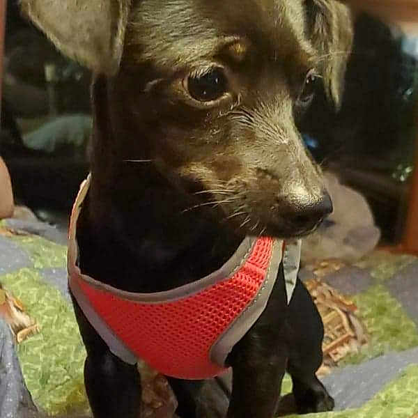 Dannie joined the competition — help win amazing prizes! dog, puppy, black_dog, pet, indoor, quilt, harness, curious, small_dog, animal, canine, domestic_animal, cute, looking_away, floor, furniture, window, evening, portrait, companion