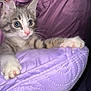 kitten, cat, claws, cushion, lavender, quilted, pink_nose, wide_eyes, fur, whiskers, indoor, close_up, paw, curious, pet, animal, soft_texture, feline, domestic, resting