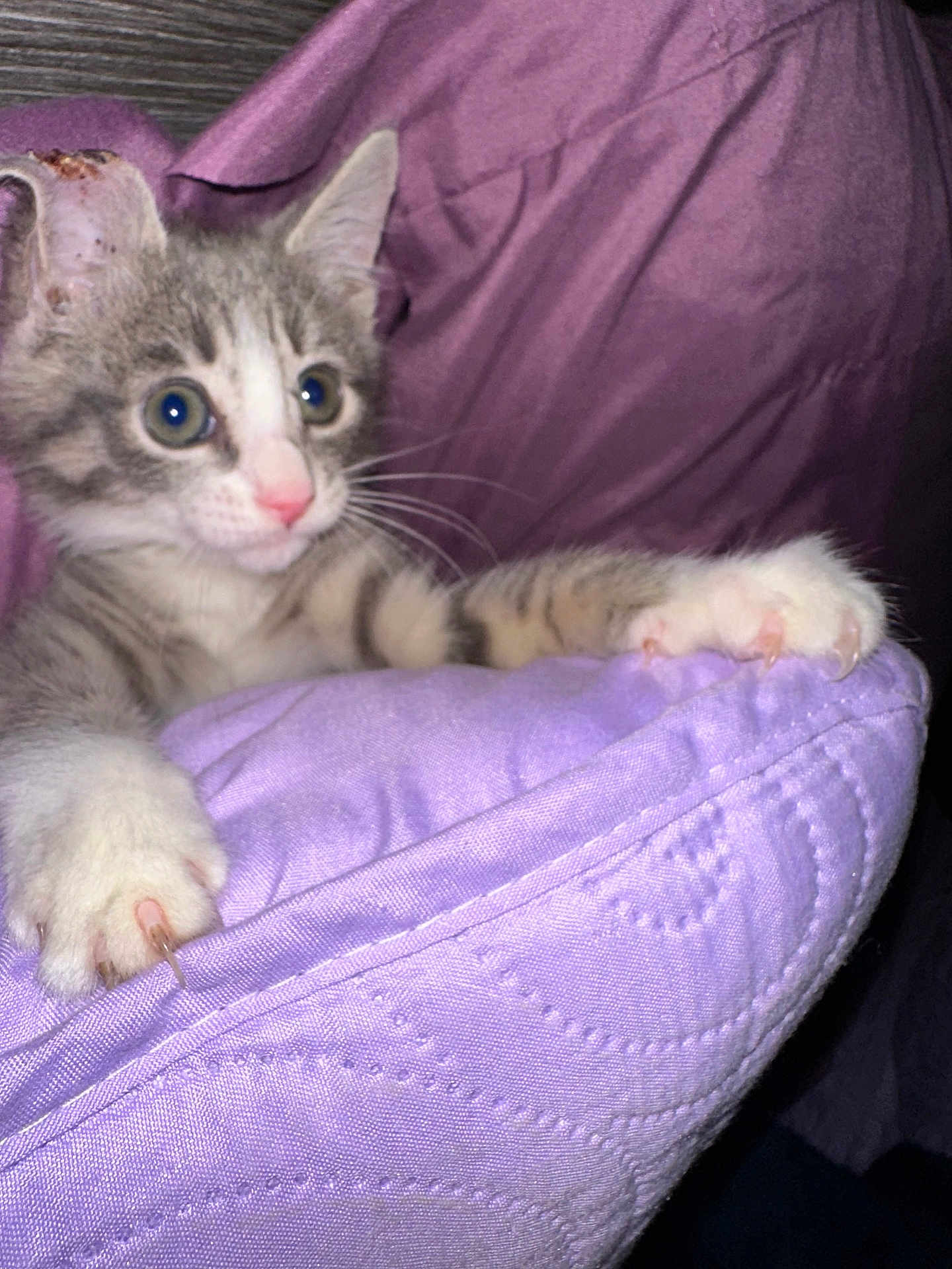 Hope Springs Eternal joined the competition — help win amazing prizes! kitten, cat, claws, cushion, lavender, quilted, pink_nose, wide_eyes, fur, whiskers, indoor, close_up, paw, curious, pet, animal, soft_texture, feline, domestic, resting