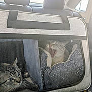 Ike joined the competition — help win amazing prizes! cat, tabby_cat, pet_carrier, car_interior, mesh_window, yawning, resting, animal, feline, vehicle, seat, headrest, gray, striped, domestic_animal, transportation, travel, cozy, companion, captive