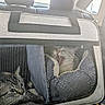 cat, tabby_cat, pet_carrier, car_interior, mesh_window, yawning, resting, animal, feline, vehicle, seat, headrest, gray, striped, domestic_animal, transportation, travel, cozy, companion, captive