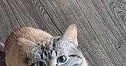 Ike joined the competition — help win amazing prizes! cat, blue_eyes, meowing, indoor, wooden_floor, fur, pet, animal, looking_up, whiskers, cute, small, domestic_cat, feline, curious, sitting, mouth_open, tabby, striped, close_up