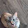 cat, blue_eyes, meowing, indoor, wooden_floor, fur, pet, animal, looking_up, whiskers, cute, small, domestic_cat, feline, curious, sitting, mouth_open, tabby, striped, close_up