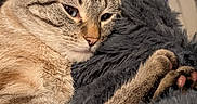 Ike is registered to the contest to win money with this photo: animal, cat, closeup, cozy, cushion, cute, domestic, ears, feline, fluffy, fur, indoor, mammal, paws, pet, relaxed, resting, sleepy, tabby, whiskers