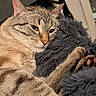Ike is registered to the contest to win money with this photo: cat, tabby, animal, pet, feline, closeup, fur, whiskers, ears, paws, sleepy, cozy, indoor, resting, fluffy, cushion, relaxed, cute, domestic, mammal