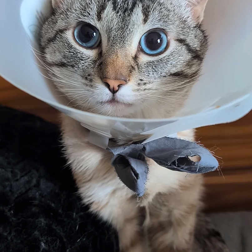 Ike joined the competition — help win amazing prizes! cat, cone_collar, pet, animal, tabby, blue_eyes, indoor, looking_up, fur, whiskers, ears, tail, domestic_cat, cute, closeup, sitting, curious, collar, pet_accessory, feline