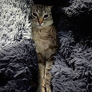 Ike joined the competition — help win amazing prizes! animal, blanket, cat, comfort, cozy, cute, feline, fur, indoor, mammal, nestled, pet, relaxed, resting, sleepy, snuggled, soft, tabby, warm, whiskers