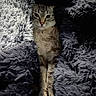 animal, blanket, cat, comfort, cozy, cute, feline, fur, indoor, mammal, nestled, pet, relaxed, resting, sleepy, snuggled, soft, tabby, warm, whiskers