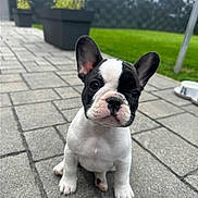 Uber a rejoint le concours — aidez-le/la à gagner de superbes lots ! puppy, french_bulldog, dog, outdoor, pet, young, black_and_white, sitting, cute, animal, grass, pavement, garden, ears, small, canine, adorable, face, nature, domestic_animal