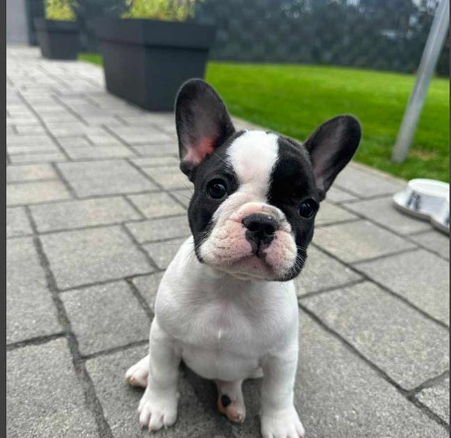 Uber a rejoint le concours — aidez-le/la à gagner de superbes lots ! puppy, french_bulldog, dog, outdoor, pet, young, black_and_white, sitting, cute, animal, grass, pavement, garden, ears, small, canine, adorable, face, nature, domestic_animal