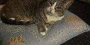 Smokey is registered to the contest to win money with this photo: cat, gray_cat, white_cat, animal, pet, resting, pillow, decorative_pillow, floral_pattern, carpet, indoor, feline, cute, relaxed, fur, whiskers, ears, face, paw, home