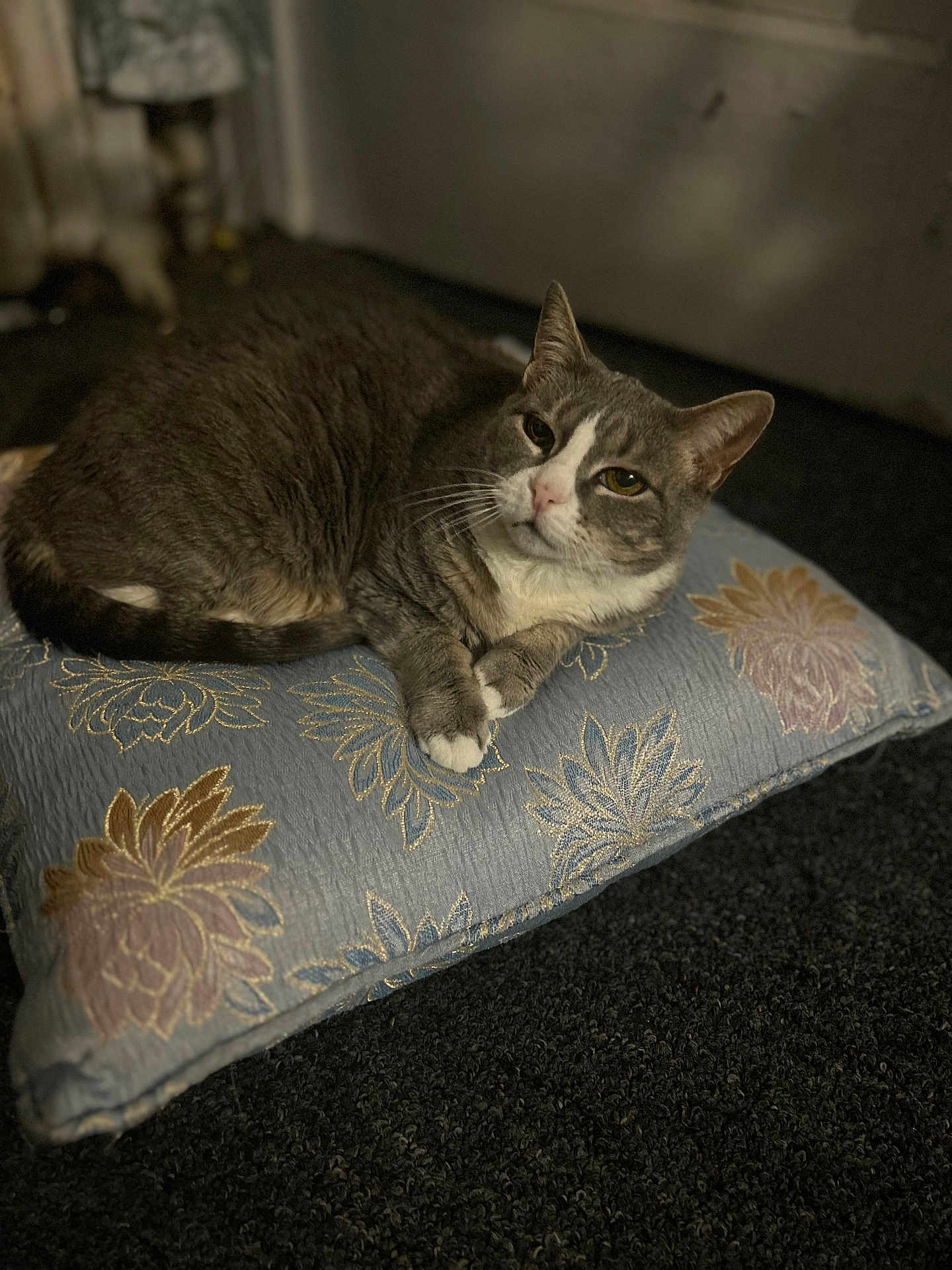 Smokey is registered to the contest to win money with this photo: cat, gray_cat, white_cat, animal, pet, resting, pillow, decorative_pillow, floral_pattern, carpet, indoor, feline, cute, relaxed, fur, whiskers, ears, face, paw, home