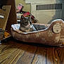 Smokey joined the competition — help win amazing prizes! cat, pet_bed, wooden_floor, books, indoor, gray_cat, white_cat, feline, resting, cozy, soft_bed, paw_print_pattern, furniture, shelf, stack_of_books, home, quiet, relaxed, animal, domestic
