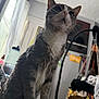 Smokey joined the competition — help win amazing prizes! cat, gray_cat, white_fur, indoor, blanket, colorful_blanket, window, sunlight, curious, pet, feline, whiskers, ears, fur, cozy_room, home, furniture, curtain, water_bottle, decor