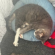 Smokey joined the competition — help win amazing prizes! cat, gray_cat, white_paws, sleeping_cat, pet_bed, blue_cushion, carpet, curtain, indoor, cozy, resting, feline, animal, domestic_cat, fur, paw, whiskers, relaxation, soft, napping