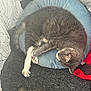 cat, gray_cat, white_paws, sleeping_cat, pet_bed, blue_cushion, carpet, curtain, indoor, cozy, resting, feline, animal, domestic_cat, fur, paw, whiskers, relaxation, soft, napping