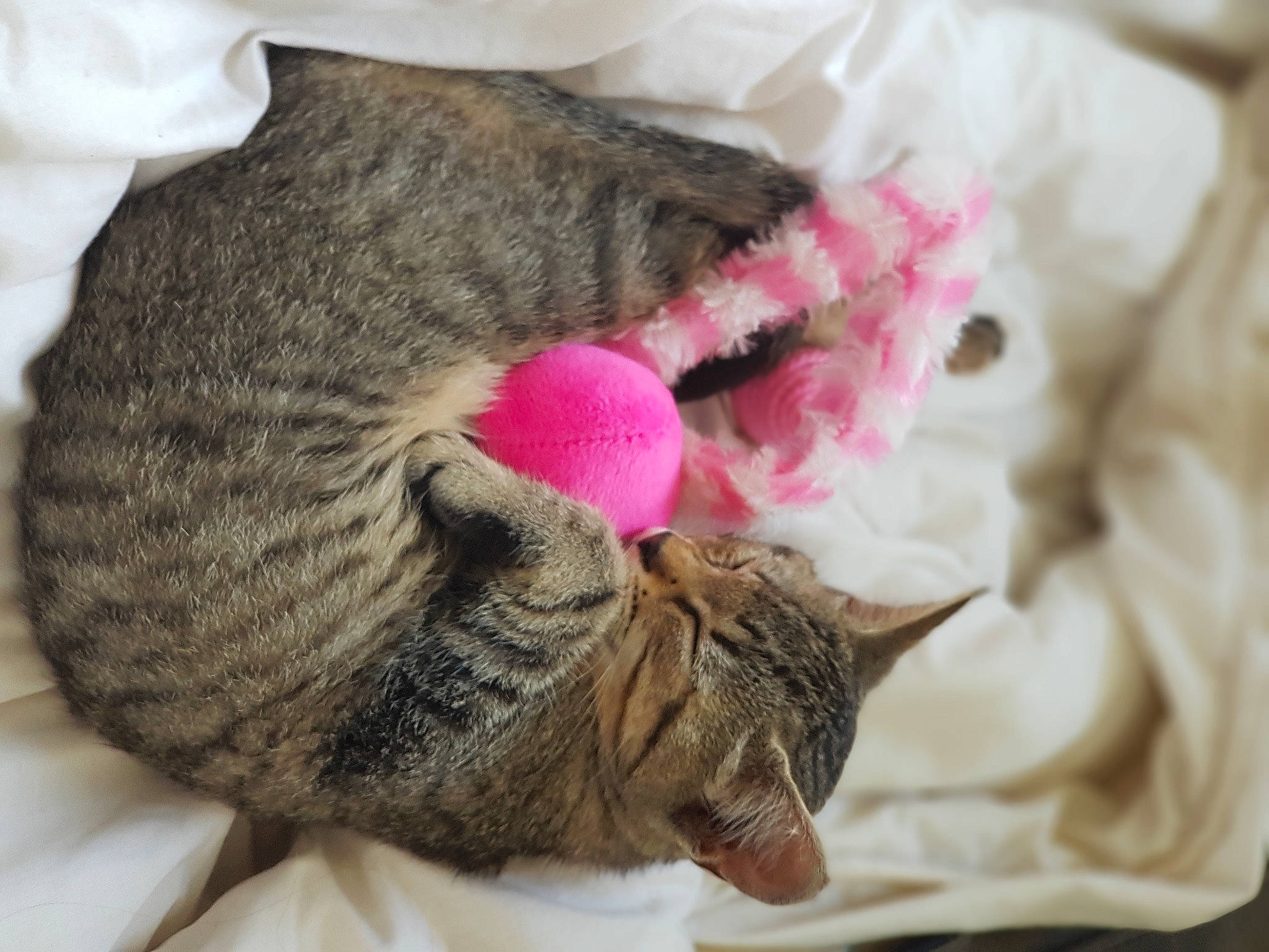 Queen a rejoint le concours — aidez-le/la à gagner de superbes lots ! baby, carnivore, cat, claw, close_up, comfort, domestic_short_haired_cat, ear, felidae, fur, grey, nap, paw, sleep, small_to_medium_sized_cats, snout, tail, toy, whiskers, white