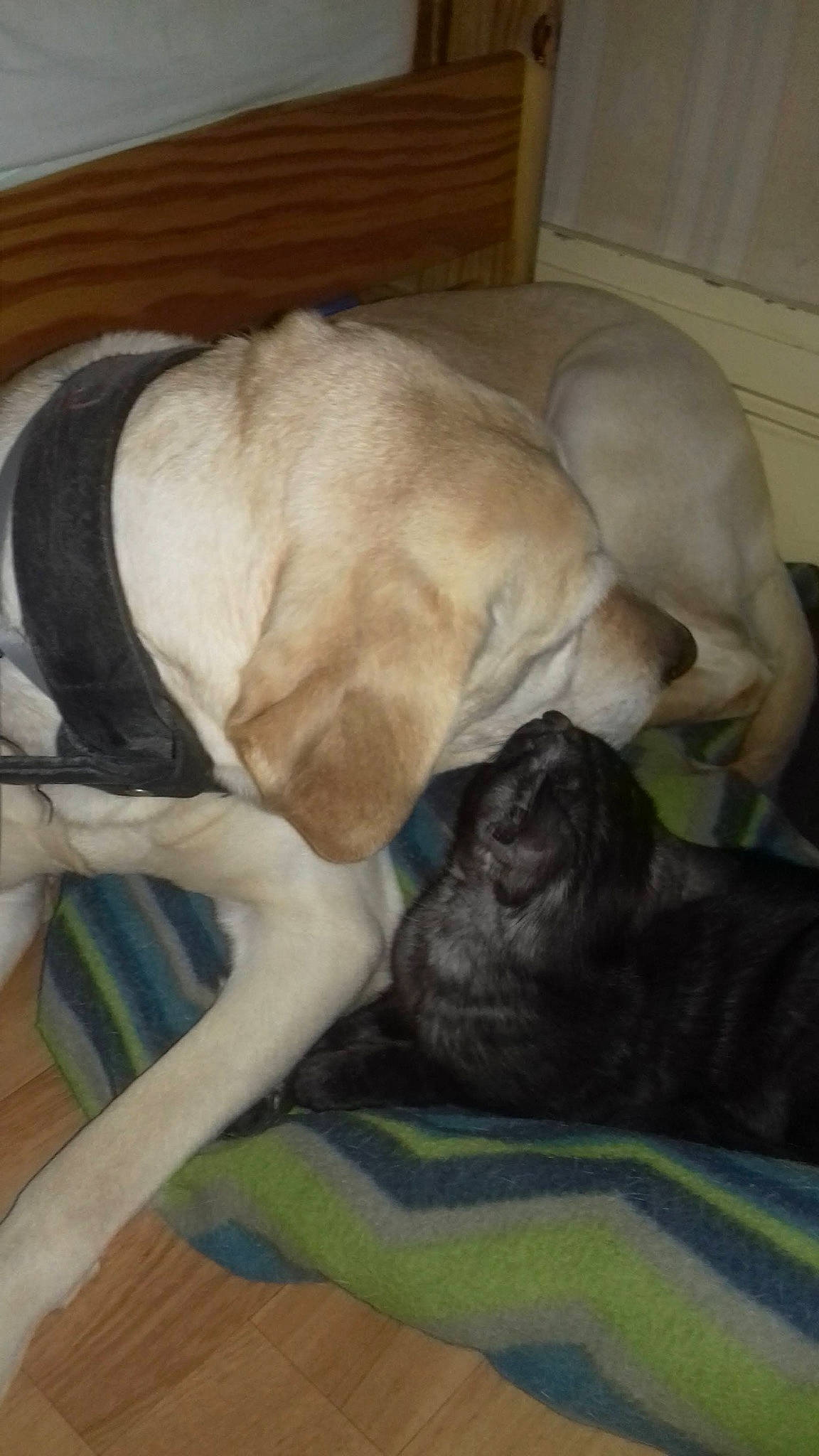 Gaïa a rejoint le concours — aidez-le/la à gagner de superbes lots ! canidae, carnivore, comfort, companion_dog, dog, dog_breed, dog_supply, fawn, flooring, fur, hardwood, molosser, nap, pet_supply, snout, sporting_group, tail, whiskers, working_animal, wrinkle