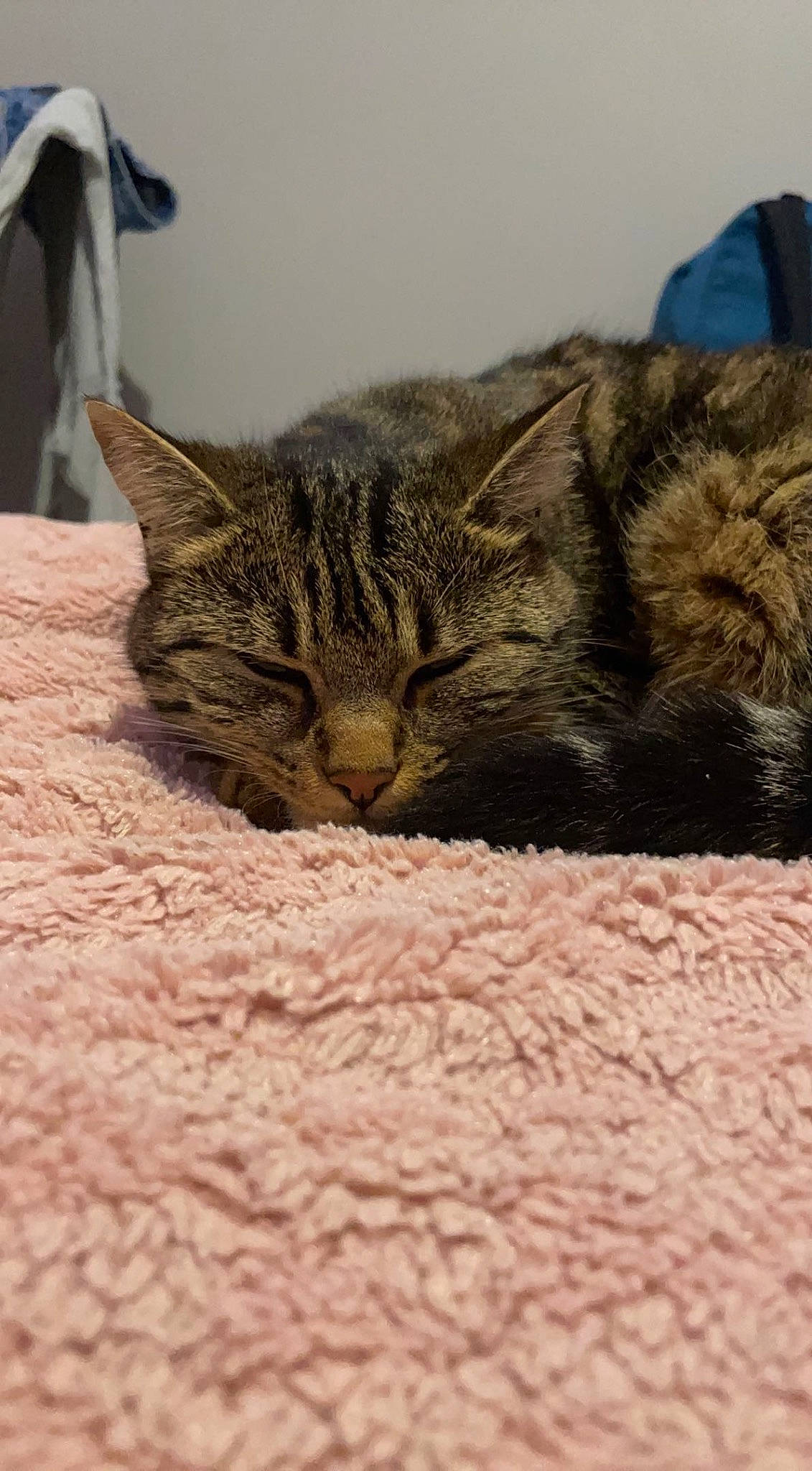 Miminax a rejoint le concours — aidez-le/la à gagner de superbes lots ! carnivore, cat, claw, close_up, comfort, domestic_short_haired_cat, felidae, fur, grey, nap, paw, sleep, small_to_medium_sized_cats, snout, terrestrial_animal, whiskers, wood