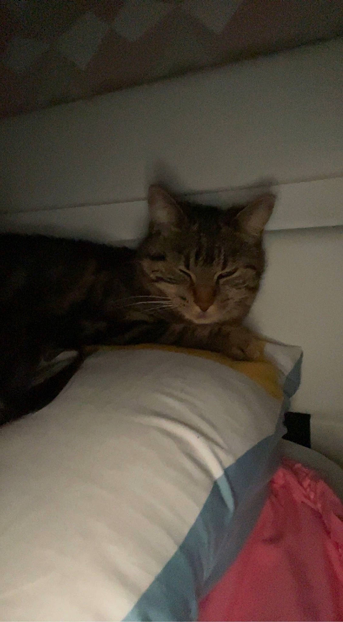 Miminax a rejoint le concours — aidez-le/la à gagner de superbes lots ! bed, bed_sheet, bedding, bedroom, carnivore, cat, comfort, domestic_short_haired_cat, felidae, flooring, fur, furniture, grey, hardwood, linens, room, small_to_medium_sized_cats, tail, whiskers, wood