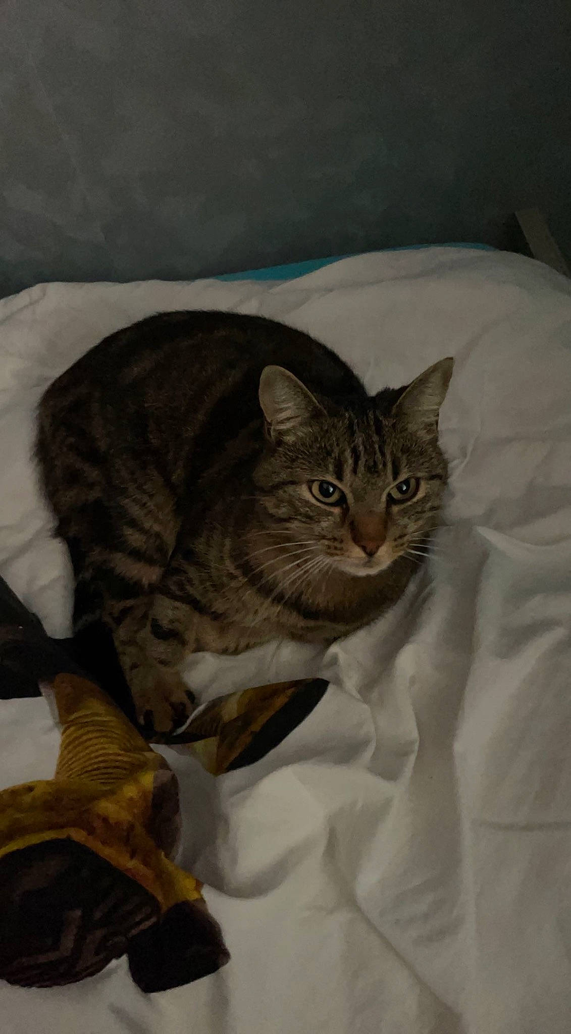 Miminax participe au concours pour gagner de l'argent avec cette photo : carnivore, cat, cat_bed, cat_supply, comfort, domestic_short_haired_cat, fawn, felidae, fur, grey, linens, paw, small_to_medium_sized_cats, snout, tail, terrestrial_animal, tree, whiskers, wildlife, window