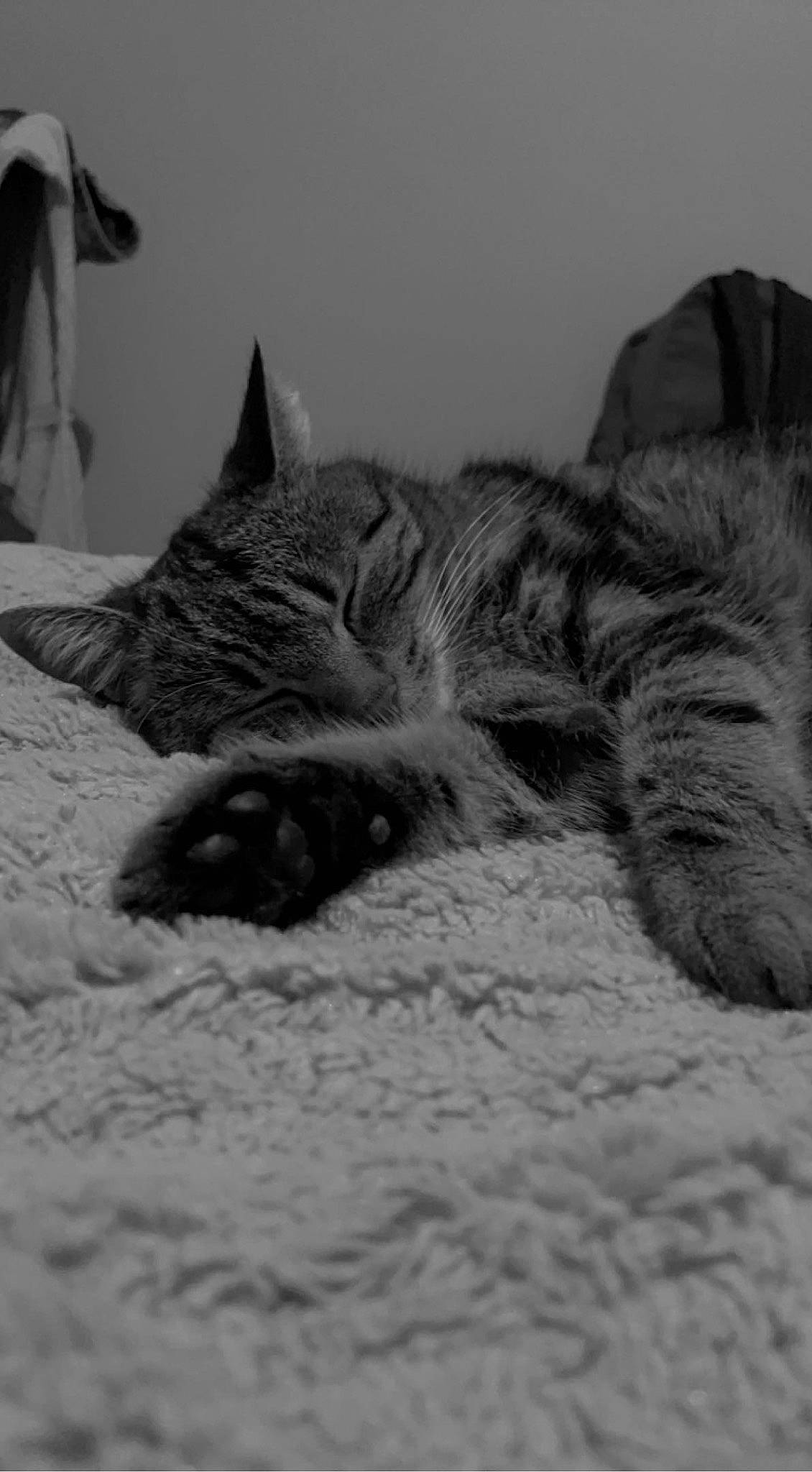 Miminax participe au concours pour gagner de l'argent avec cette photo : bed, black_and_white, carnivore, cat, cat_bed, claw, comfort, domestic_short_haired_cat, felidae, fur, grey, monochrome, monochrome_photography, nap, paw, plant, small_to_medium_sized_cats, snout, tail, whiskers