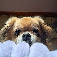 Opaline a rejoint le concours — aidez-le/la à gagner de superbes lots ! adorable, animal, blanket, brown, canine, close_up, curious, cute, dog, eyes, fluffy, fur, indoor, nose, peeking, pet, portrait, snout, soft, whiskers