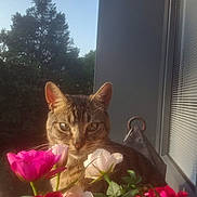 Aslak a rejoint le concours — aidez-le/la à gagner de superbes lots ! cat, tabby_cat, flowers, pink_flowers, white_flowers, green_leaves, window, blinds, sunlight, outdoor, tree, sky, pet, animal, nature, plant, daylight, curious, closeup, portrait