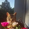 cat, tabby_cat, flowers, pink_flowers, white_flowers, green_leaves, window, blinds, sunlight, outdoor, tree, sky, pet, animal, nature, plant, daylight, curious, closeup, portrait