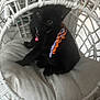 black_cat, kitten, pet, indoor, cushion, white_furniture, wicker_chair, collar, bell, curious, cute, small_animal, sitting, furniture, home, cozy, domestic_animal, resting, animal_face, playful