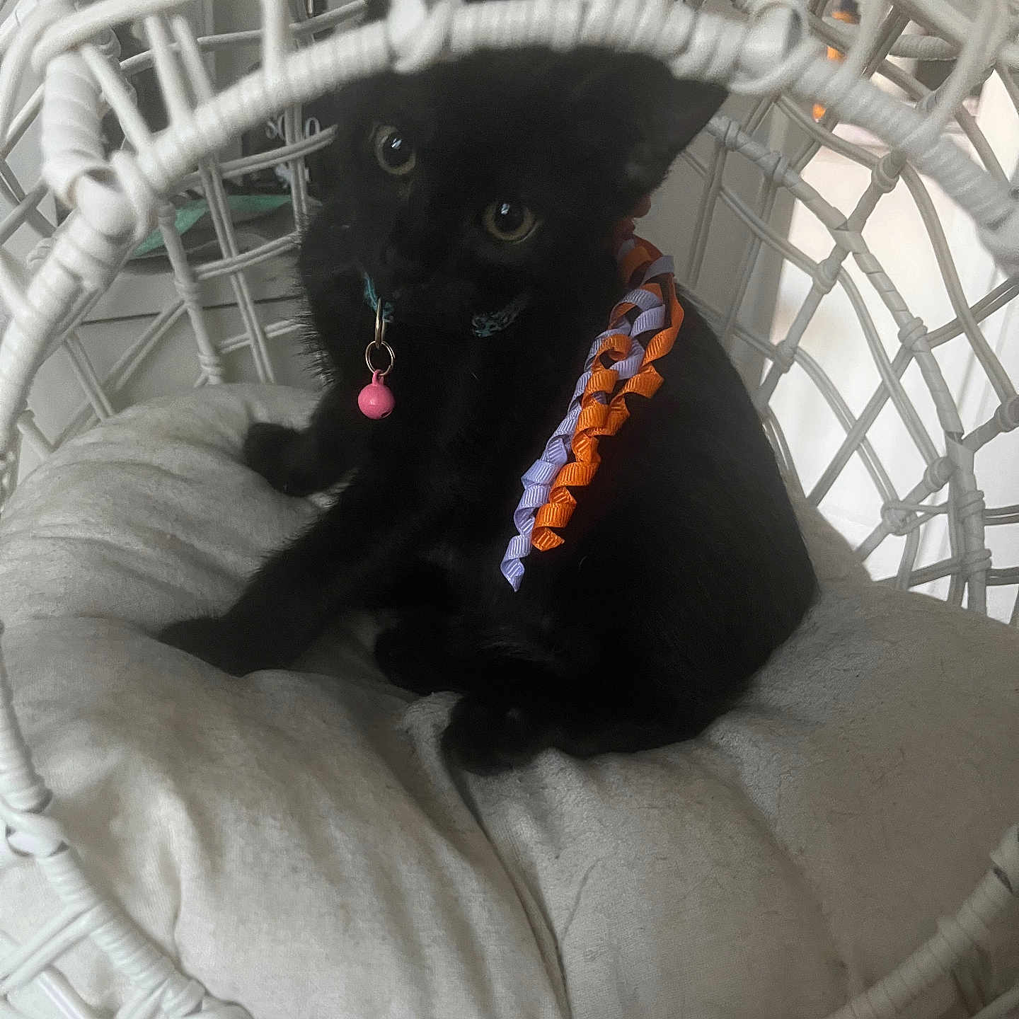 Jeanette is registered to the contest to win money with this photo: animal_face, bell, black_cat, collar, cozy, curious, cushion, cute, domestic_animal, furniture, home, indoor, kitten, pet, playful, resting, sitting, small_animal, white_furniture, wicker_chair