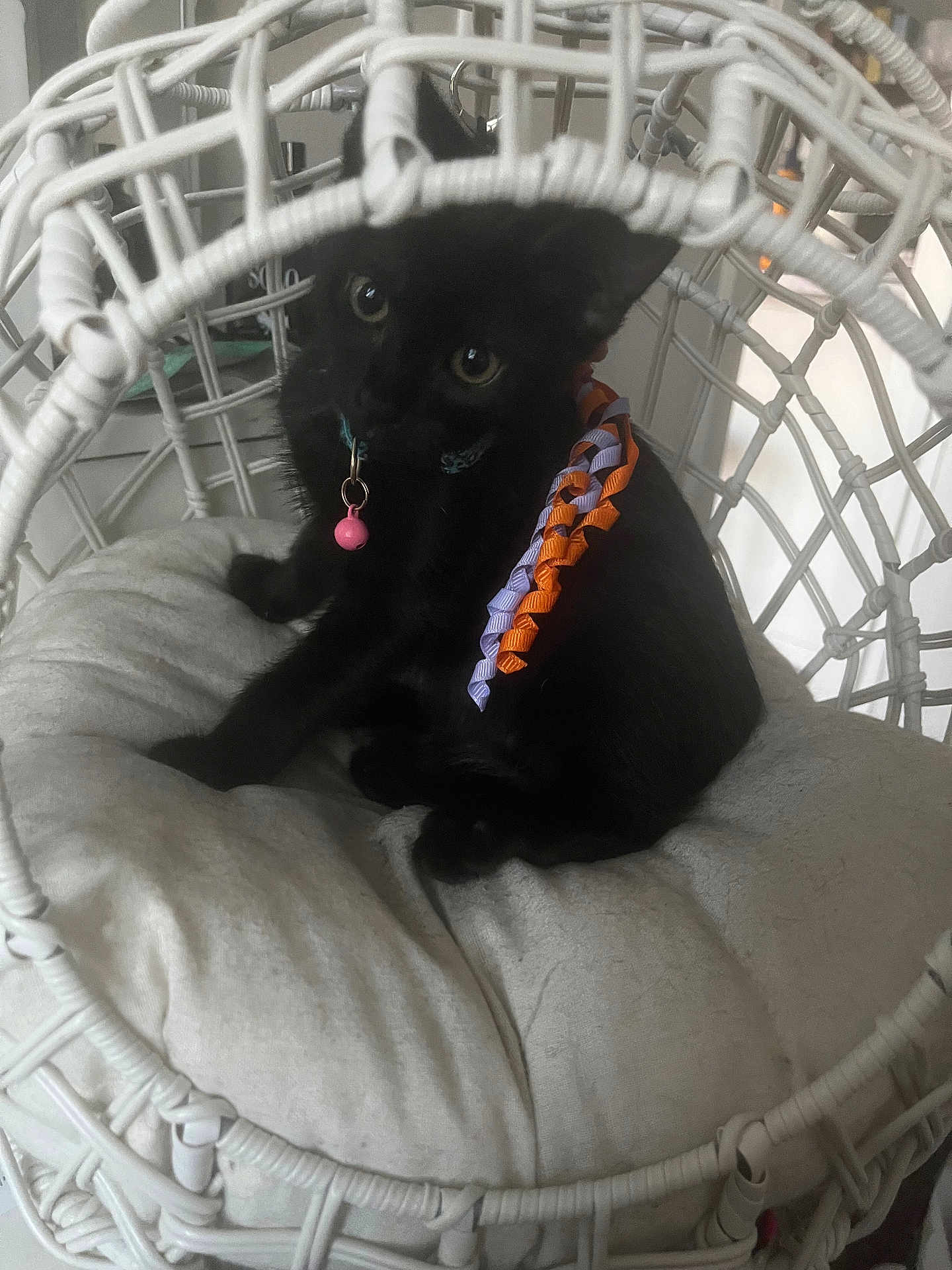 Jeanette is registered to the contest to win money with this photo: black_cat, kitten, pet, indoor, cushion, white_furniture, wicker_chair, collar, bell, curious, cute, small_animal, sitting, furniture, home, cozy, domestic_animal, resting, animal_face, playful