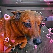 Bear Bear is registered to the contest to win money with this photo: dog, brown_dog, pet, car_interior, seat, paw, cute, closeup, animal, canine, fur, snout, ears, resting, domestic_animal, heart_effects, sparkles, cozy, curled_up, companion