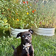 Sally is registered to the contest to win money with this photo: animal, black_dog, blue_eyes, collar, cute, dog, flowers, garden, grass, greenery, leash, nature, outdoor, pet, planters, plants, puppy, sitting, summer, sunlight