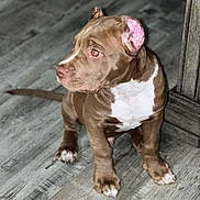 Rocko is registered to the contest to win money with this photo: animal, brown, canine, close_up, companion, curious, cute, dog, domestic, ears, flooring, four_legs, indoor, looking_away, pet, puppy, tail, white, wood_floor, young_dog