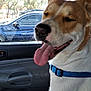 Buddy Boy is registered to the contest to win money with this photo: dog, canine, pet, car, vehicle, seat, window, harness, tongue_out, happy, smiling, inside, transportation, daylight, trees, parked_car, animal, close_up, domestic_animal, relaxed