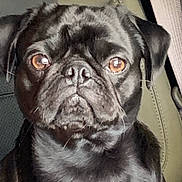 Taz is registered to the contest to win money with this photo: dog, pug, black_dog, pet, animal, close_up, car_seat, seatbelt, brown_eyes, fur, portrait, indoor, cute, animal_face, looking, sitting, companion, canine, domestic_animal, mammal