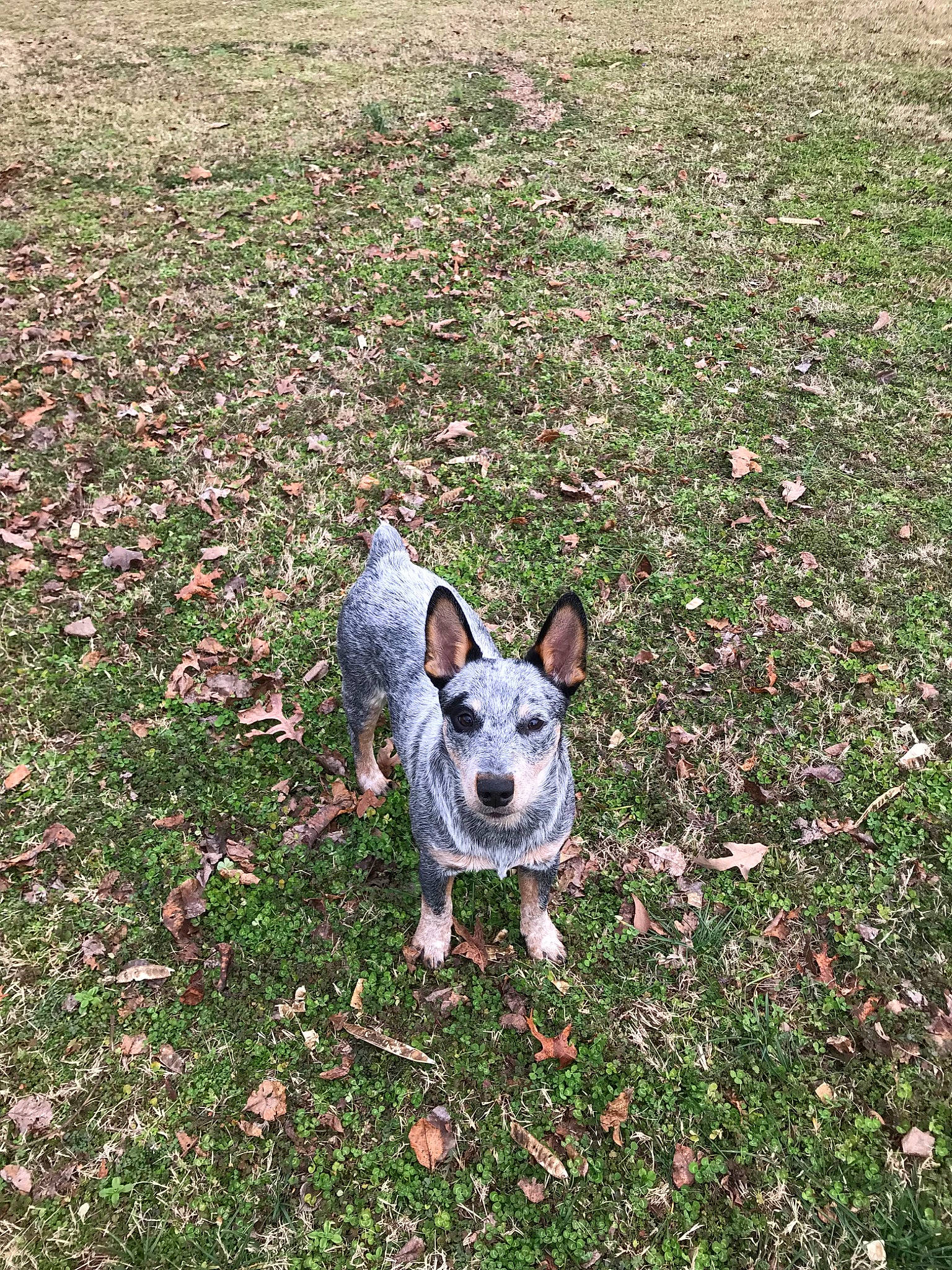 Henry Cade joined the competition — help win amazing prizes! australian_cattle_dog, australian_stumpy_tail_cattle_dog, canidae, carnivore, dog, dog_breed, grass, herding_dog, mammal, plant, snout, sporting_group, texas_heeler, vertebrate, working_dog