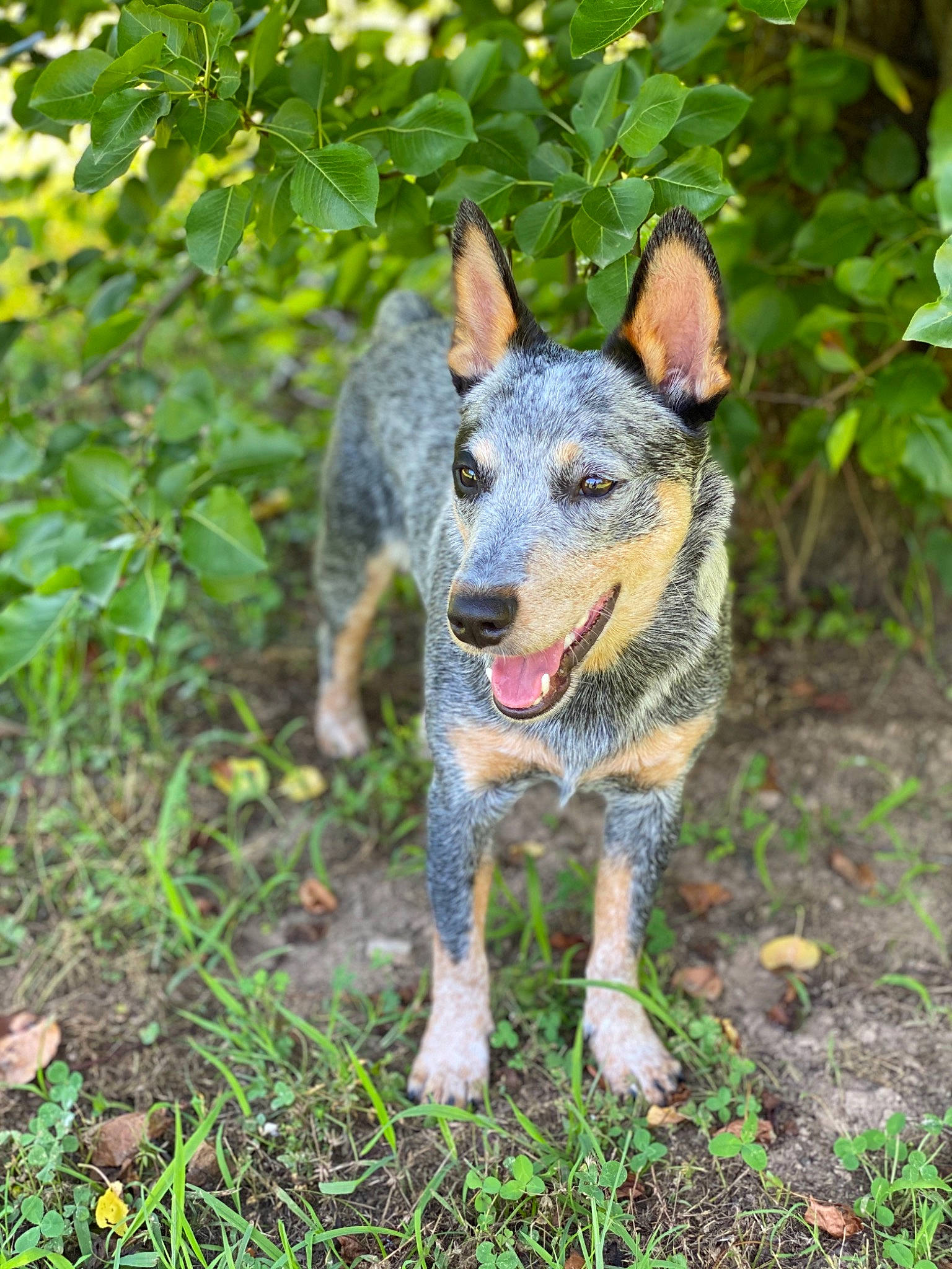 Henry Cade is registered to the contest to win money with this photo: australian_cattle_dog, australian_stumpy_tail_cattle_dog, canidae, carnivore, dog, dog_breed, herding_dog, koolie, mammal, plant, rare_breed_dog, snout, texas_heeler, vertebrate, working_dog