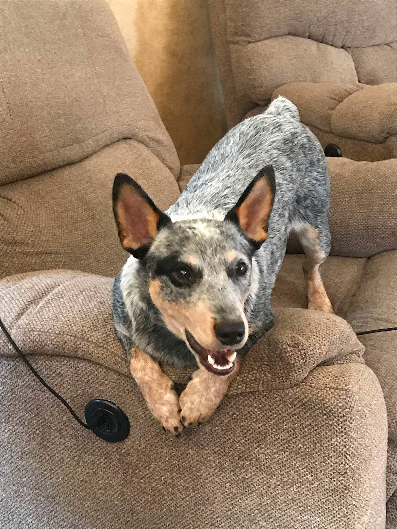 Henry Cade is registered to the contest to win money with this photo: australian_cattle_dog, australian_stumpy_tail_cattle_dog, canidae, carnivore, dog, dog_breed, herding_dog, koolie, mammal, snout, texas_heeler, vertebrate, working_dog