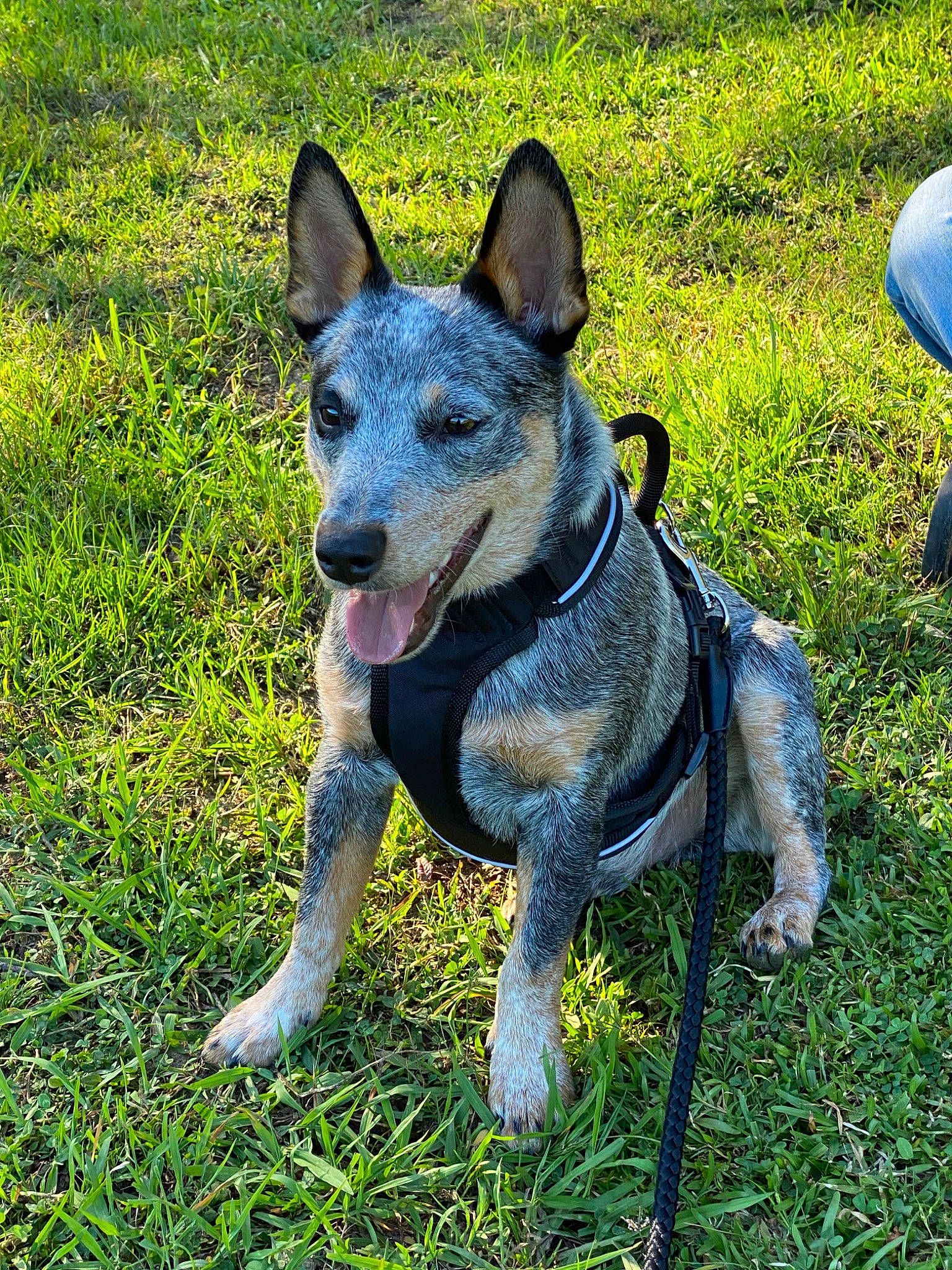 Henry Cade is registered to the contest to win money with this photo: australian_cattle_dog, canidae, carnivore, dog, dog_breed, grass, mammal, plant, rare_breed_dog, snout, sporting_group, texas_heeler, vertebrate, working_dog