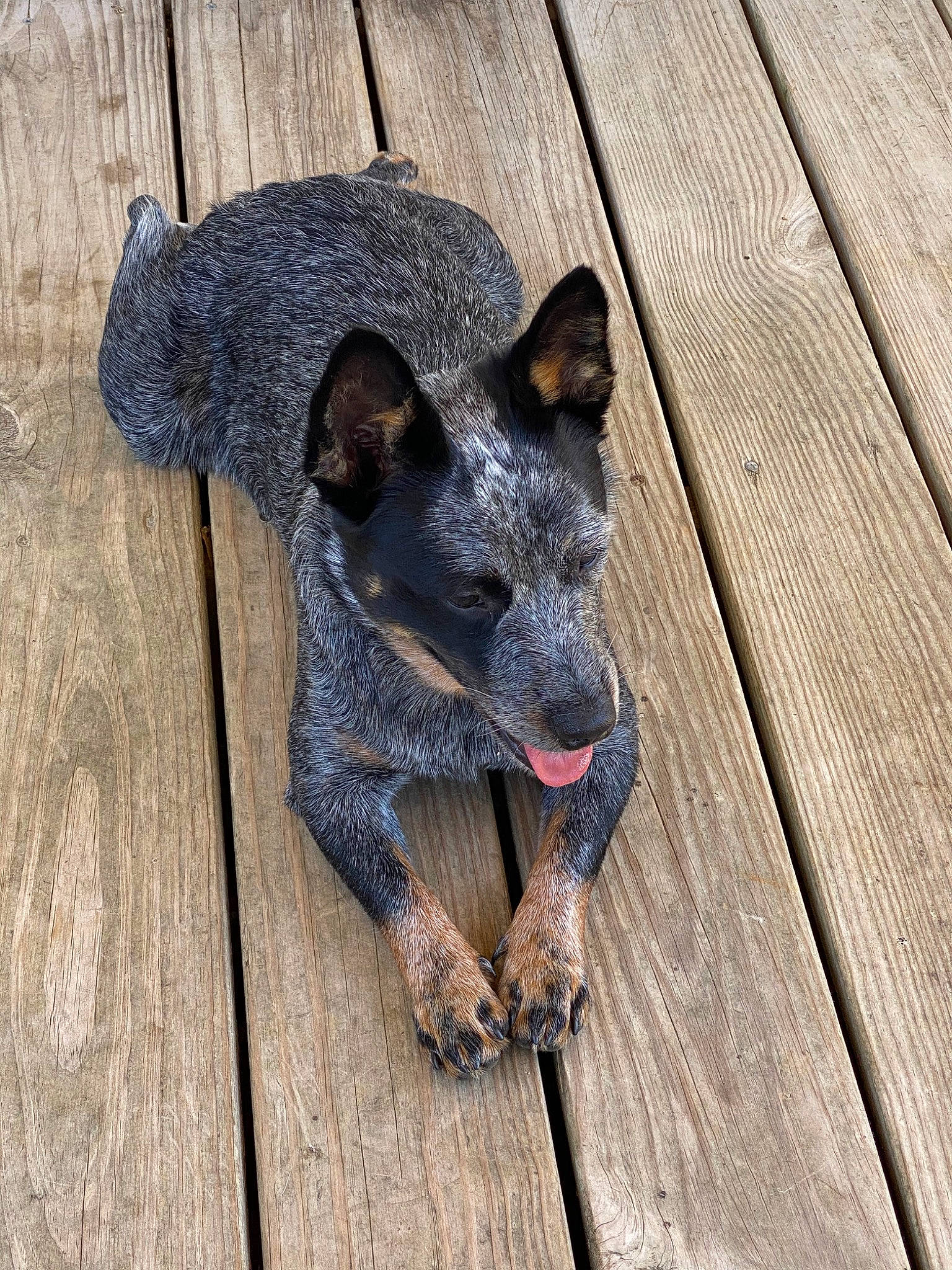 Cady Lou is registered to the contest to win money with this photo: australian_cattle_dog, australian_stumpy_tail_cattle_dog, canidae, carnivore, dog, dog_breed, puppy, rare_breed_dog, snout, sporting_group, working_dog