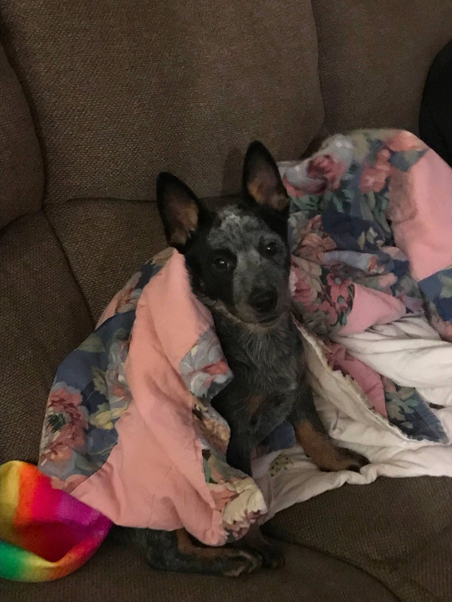 Cady Lou is registered to the contest to win money with this photo: american_hairless_terrier, canidae, carnivore, dog, dog_breed, mammal, mexican_hairless_dog, peruvian_hairless_dog, teddy_roosevelt_terrier, vertebrate